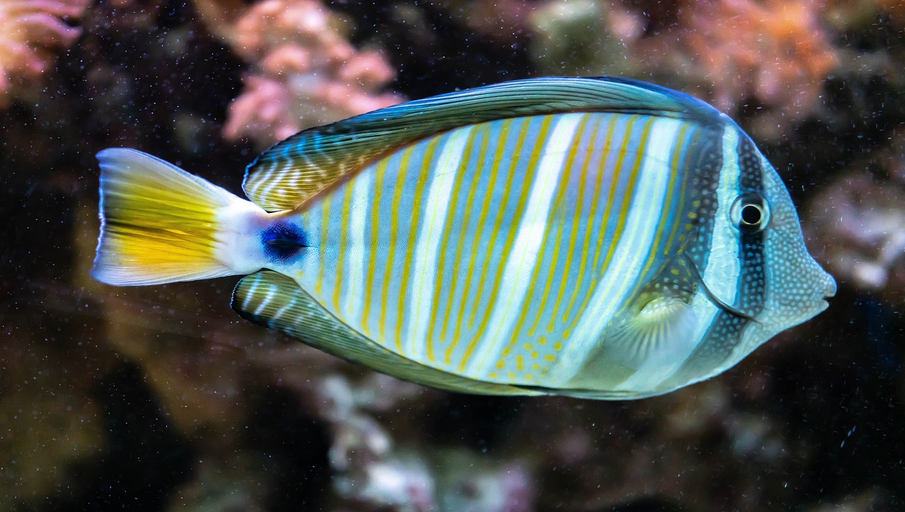 Recent Discoveries in Marine Biology - What’s New?